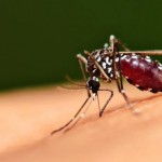 koje bolesti prenose komarci