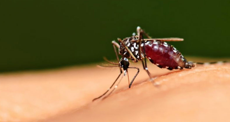 koje bolesti prenose komarci