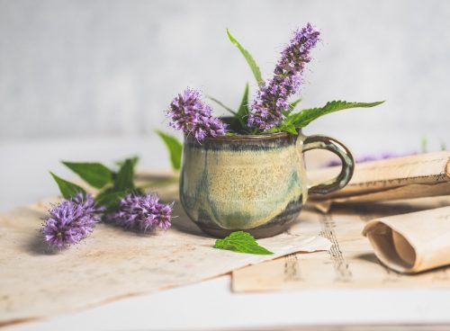 Žalfija, prirodni antibiotik i antiseptik