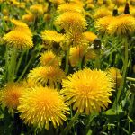 Maslačak kao lek 10 razloga da ga koristite češće