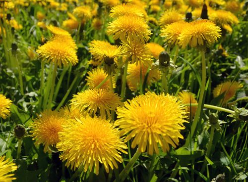 Maslačak kao lek 10 razloga da ga koristite češće