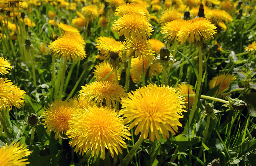Maslačak kao lek 10 razloga da ga koristite češće