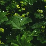 virak lekovita biljka za zene