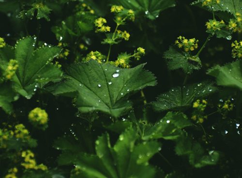 virak lekovita biljka za zene