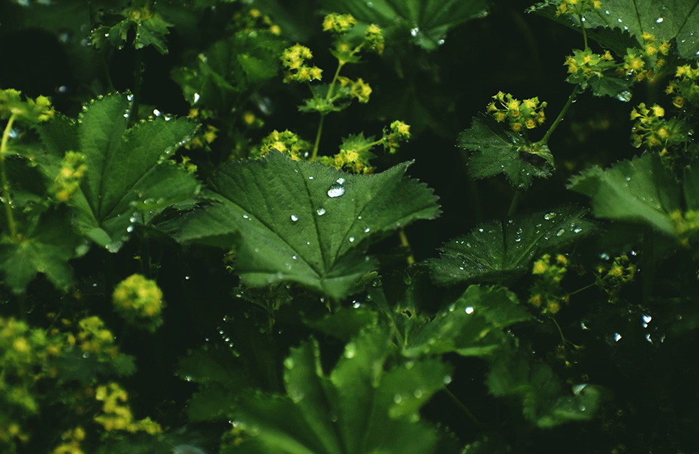 virak lekovita biljka za zene